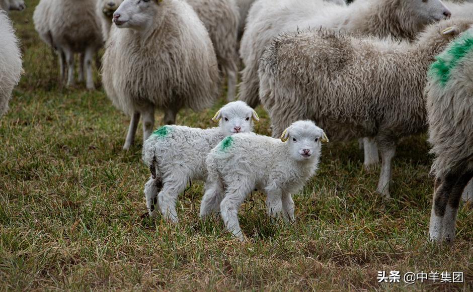 羊患有尿结石，这些方面要关注