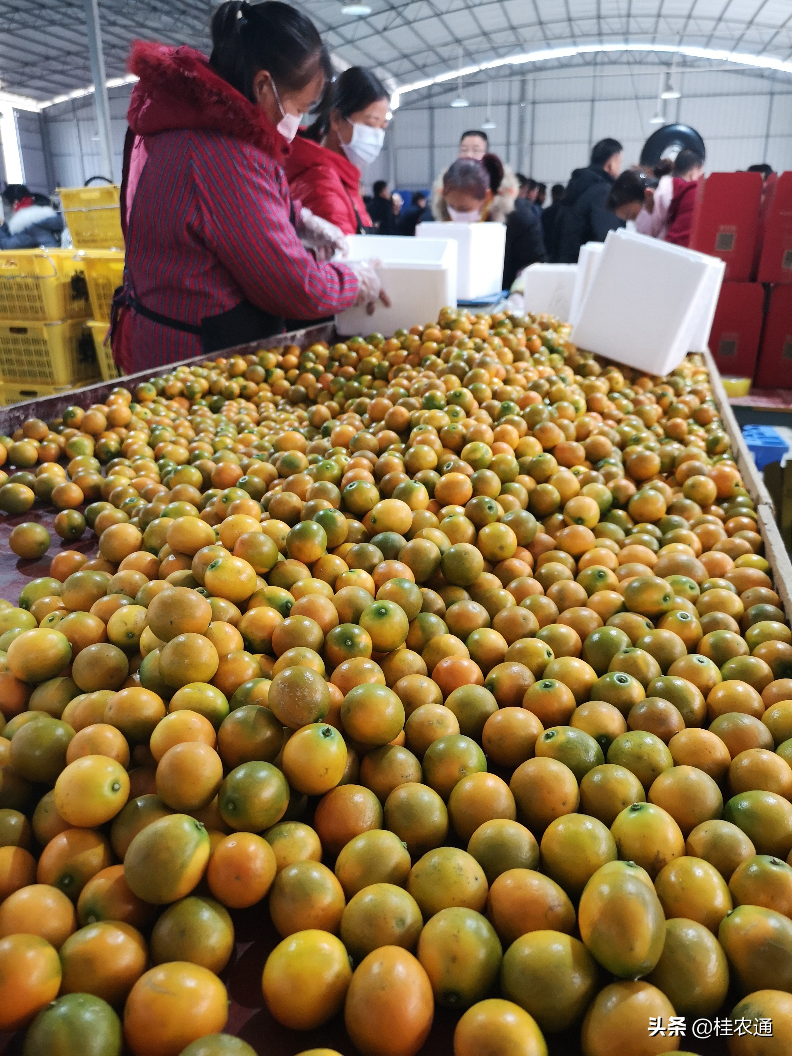 广西全区沙糖桔最新销售状况 (2019年广西沙糖桔大量上市)