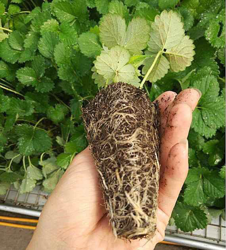 便宜又好种的小苗,便宜苗子