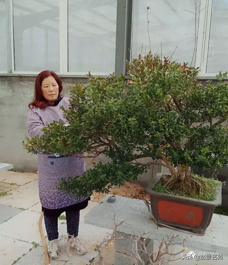 山东盆景艺术大师王桂华,金艳盆景精品欣赏