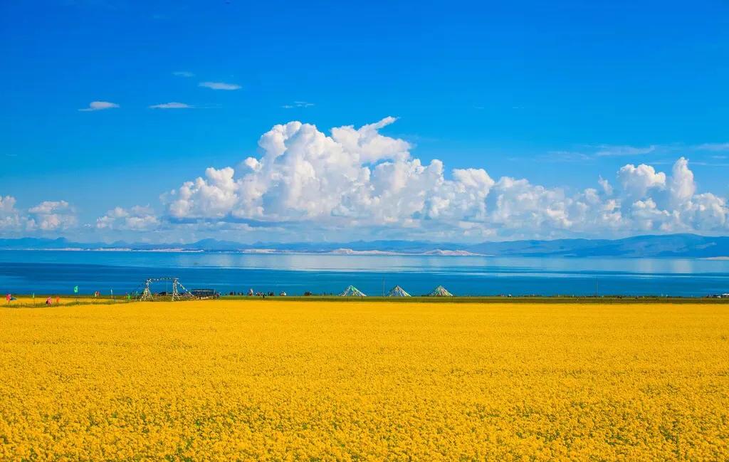 赏油菜花攻略,寻找最美油菜花可去这十大景点