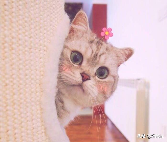 猫咪喝了脏水会怎么样,喝水多会导致猫咪拉稀吗