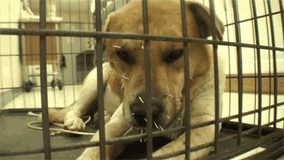 豪猪刺有多厉害？一扎进去难去除，狗狗经常扎成筛子