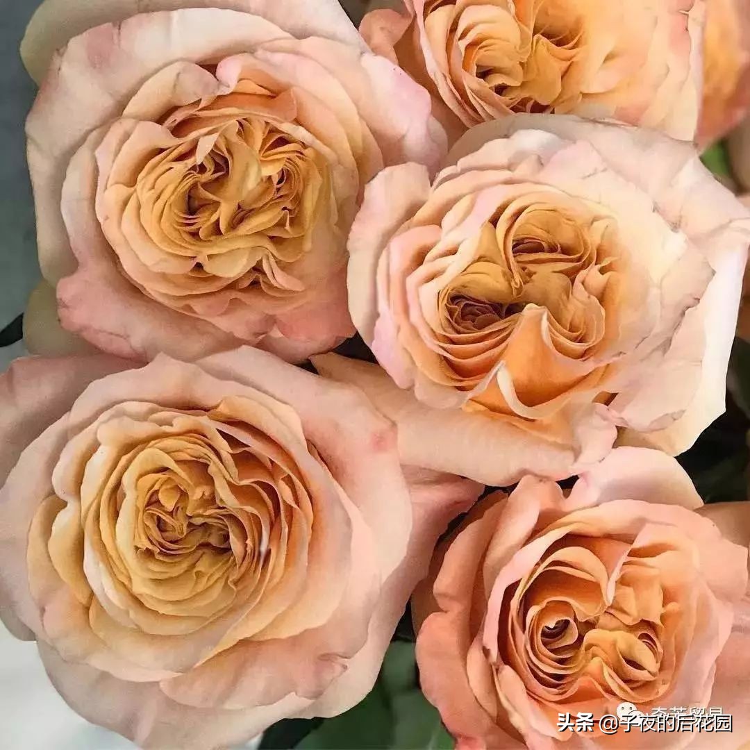 最好的进口玫瑰,进口玫瑰品种