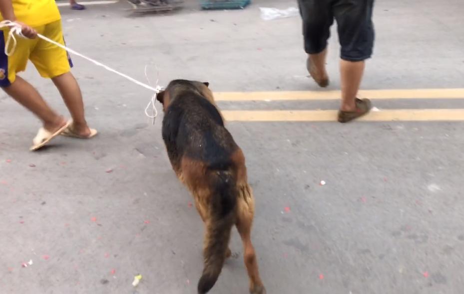 家养别人牵不走的狗,牵走别人家的德牧