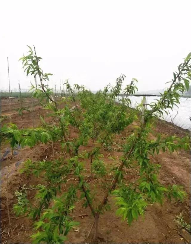 桃树几年苗能结果,桃树怎么管理才能结果