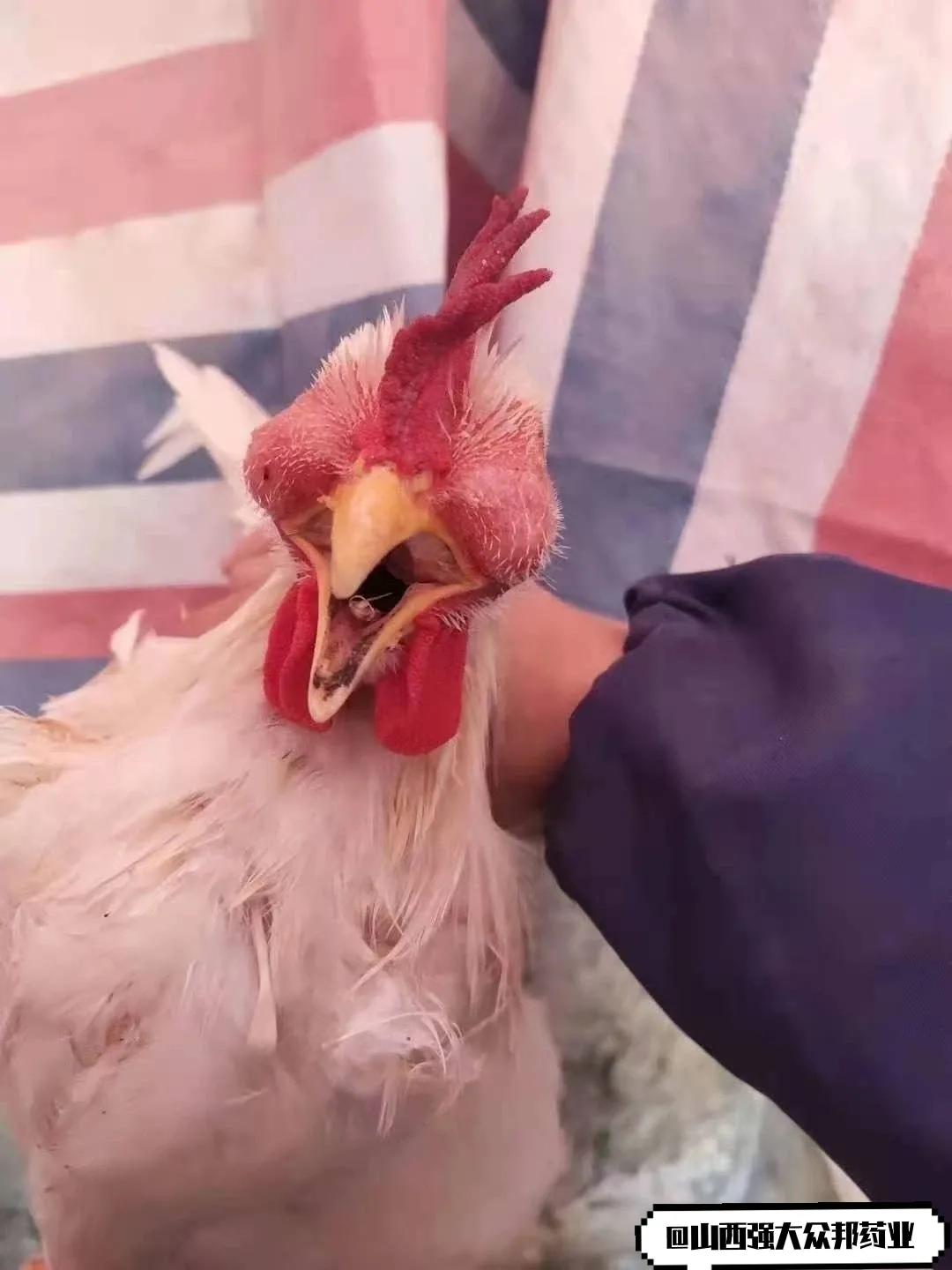 鼻炎和感冒流感的真实区别,患流感后为什么过敏性鼻炎轻了