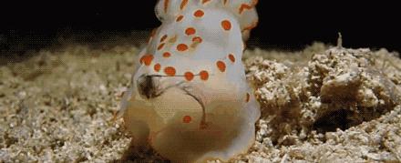 活石上不请自来的“偷渡客”，你们都是谁？