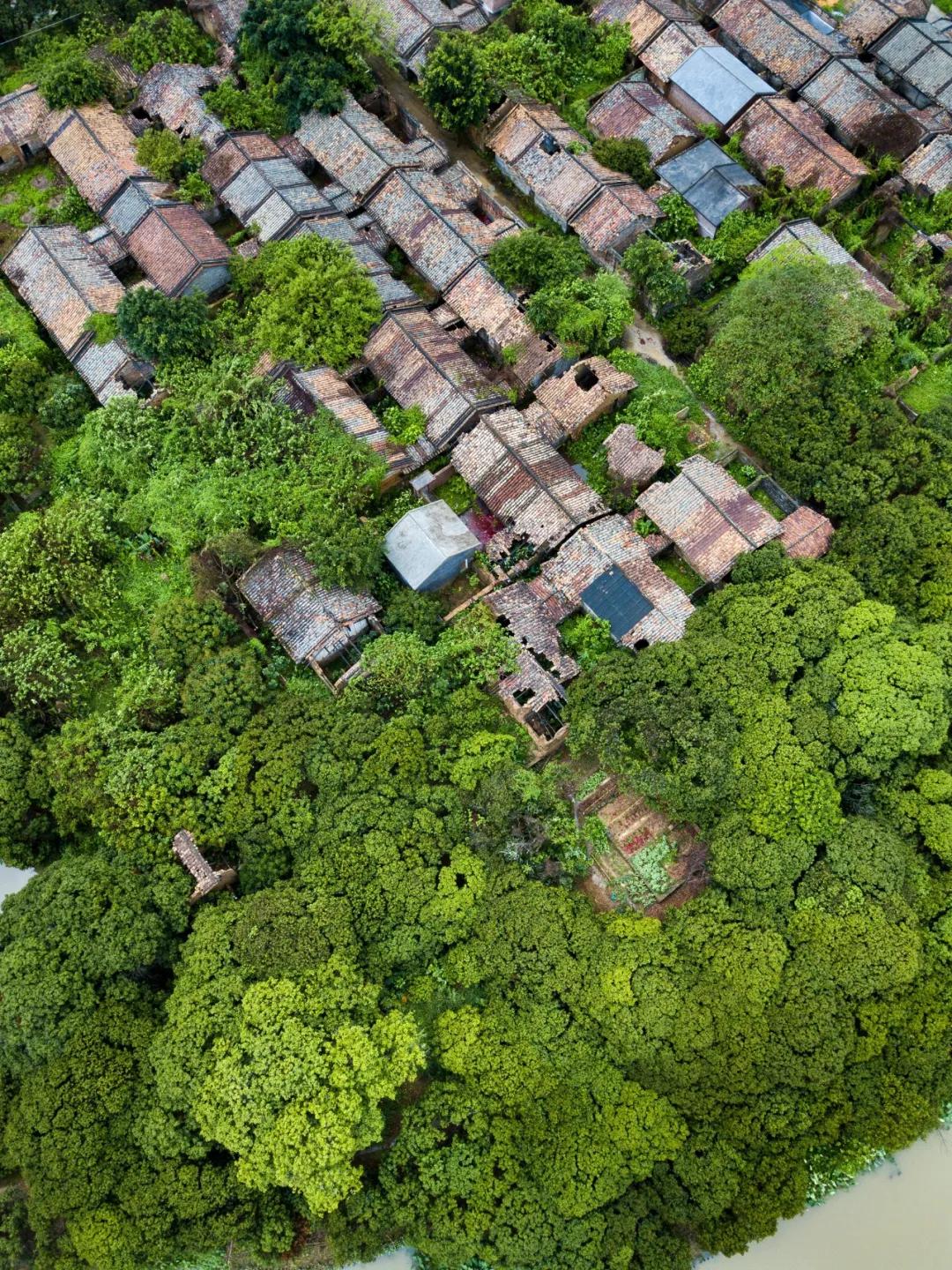 来到海南吃荔枝,到海南吃到的热带水果