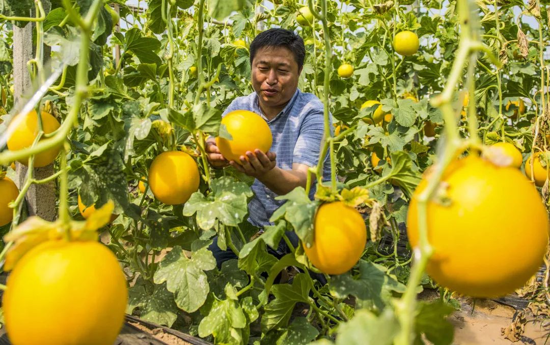 农产品被谣言中伤怎么办,农业部辟谣农产品的十大谣言