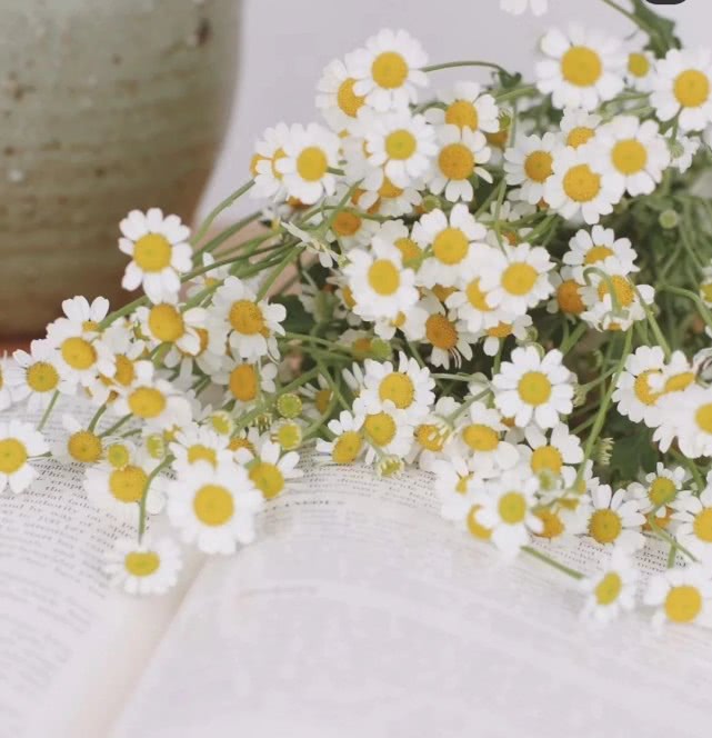 洋甘菊花怎么养护,洋甘菊的醒花及养护