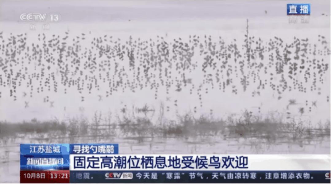 自带饭勺的鸟,自带勺子的小鸟