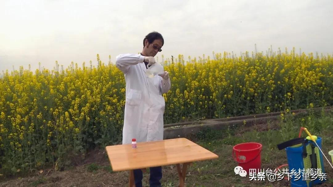 油菜得了病用什么药,油菜生病了怎么防治