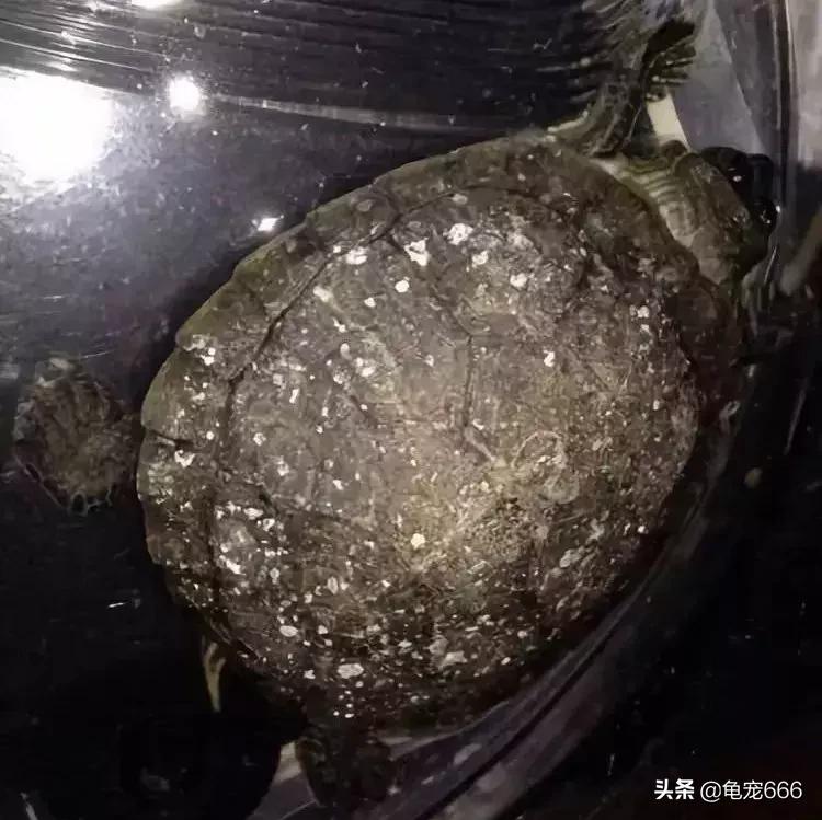8~10月，千万不要小看龟龟身上患有的这些白点！