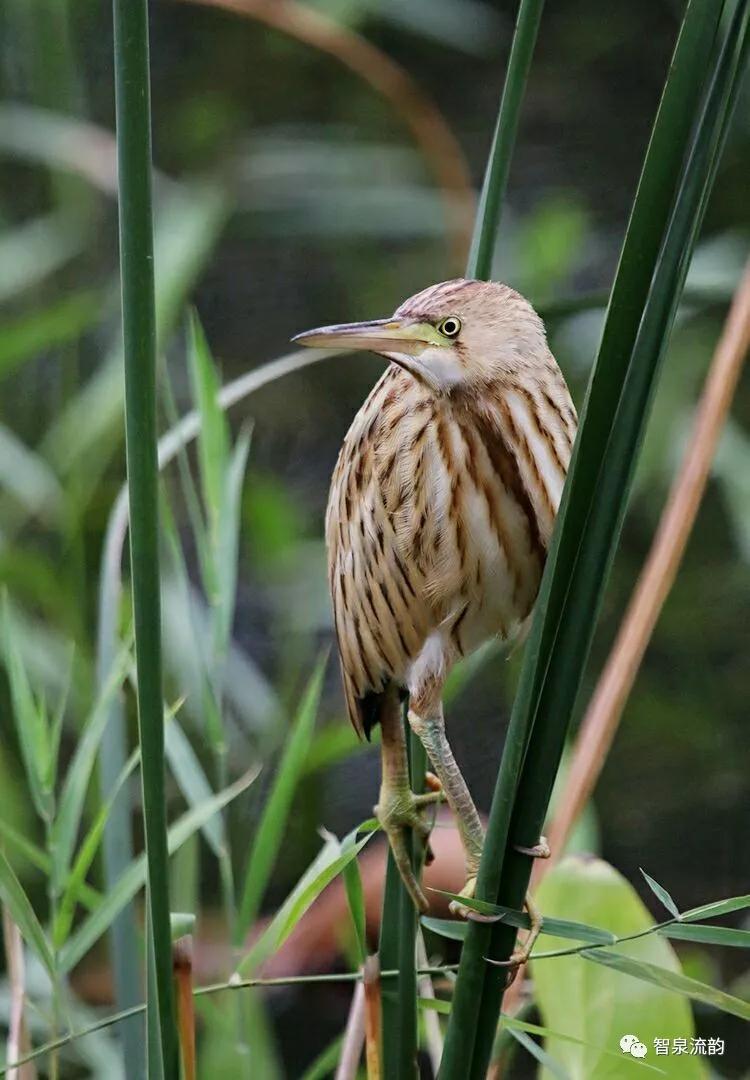 郭进拴神游索溪峪,郭进拴全部视频