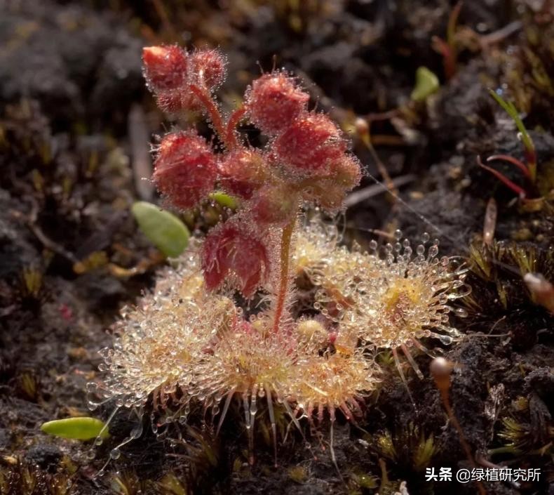 茅膏菜可以养几年,养茅膏菜最适合用什么土