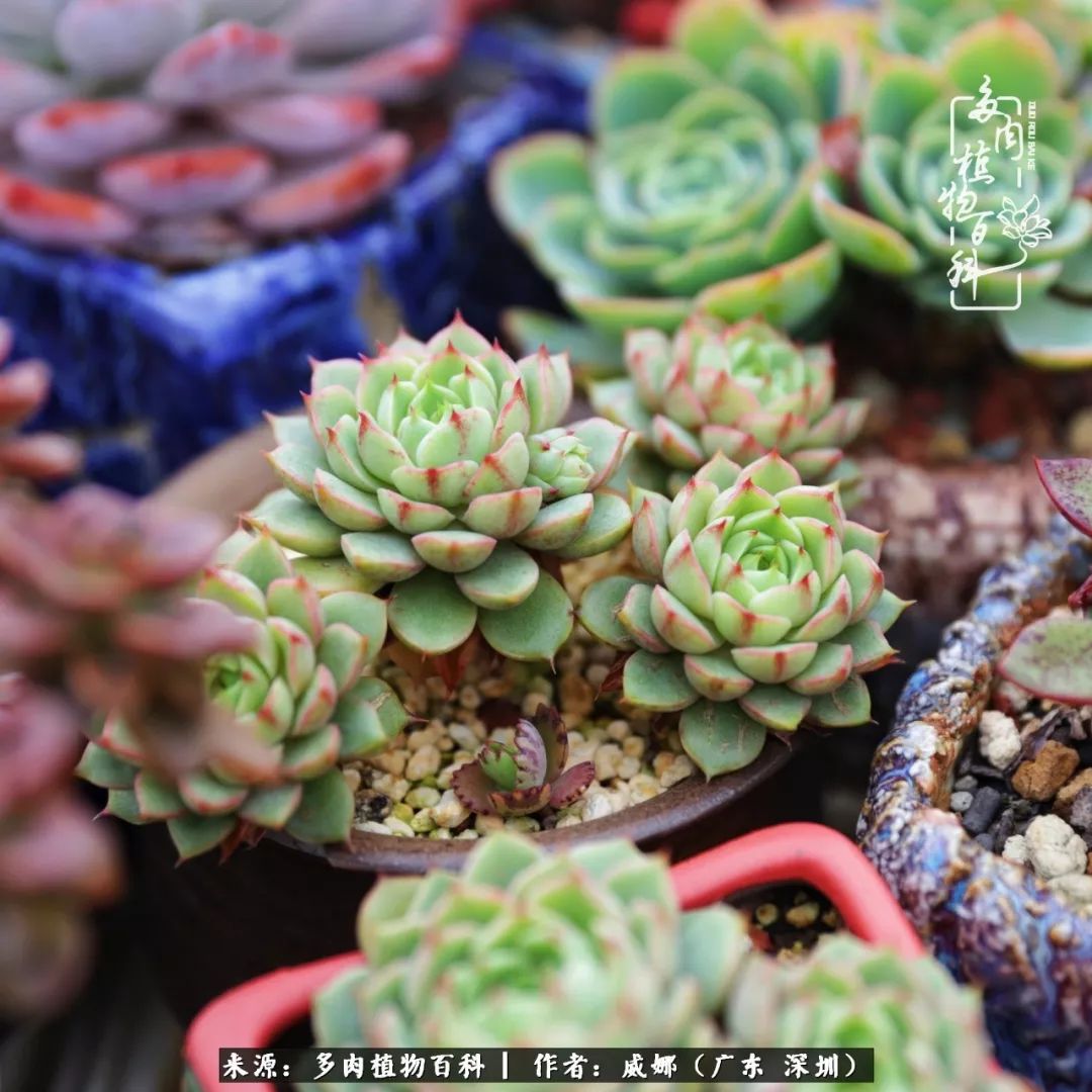 笼子里的多肉,露养的多肉和室内的多肉区别