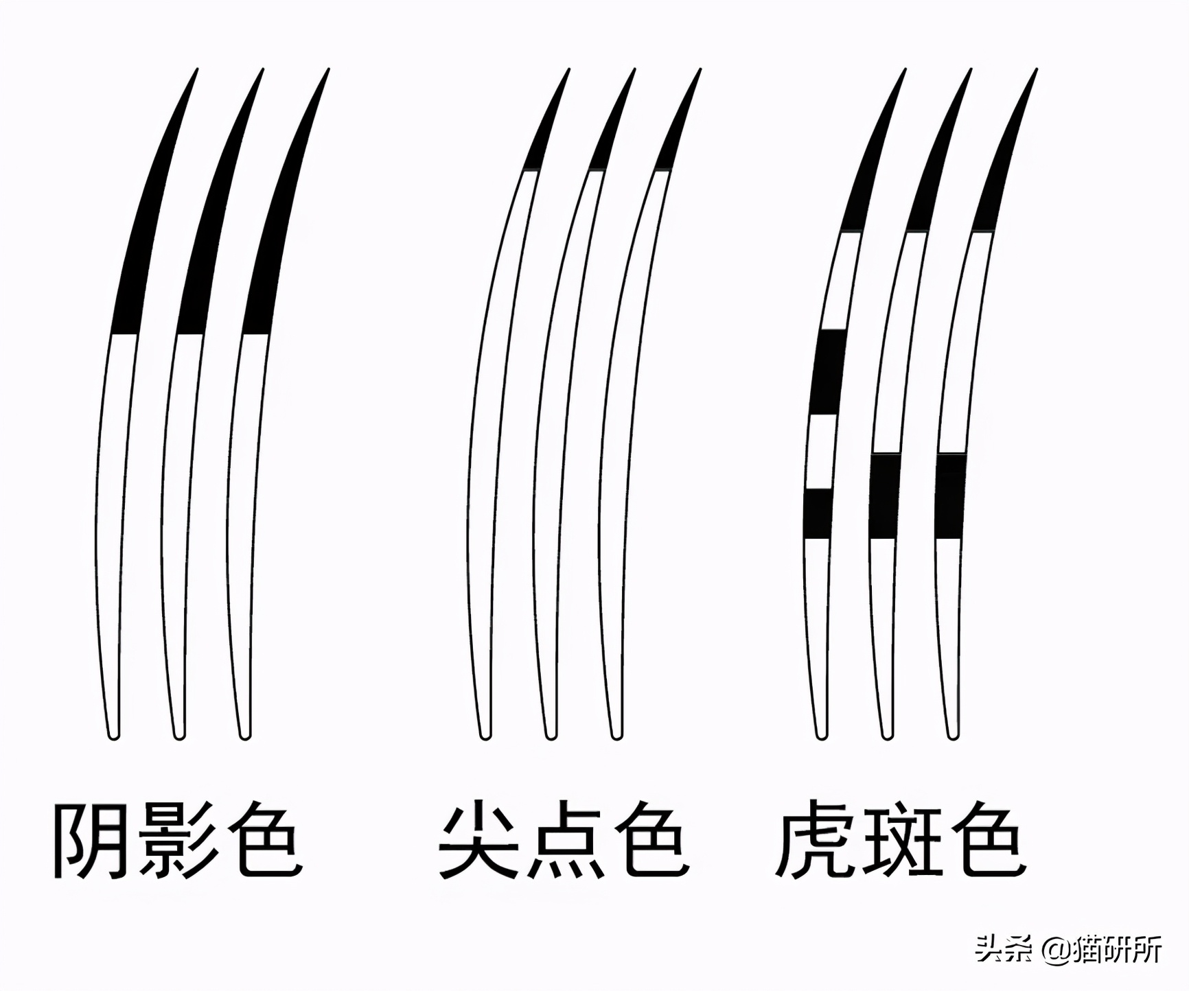 猫咪的花纹是怎么长出来的,猫咪身上的花纹有多奇葩