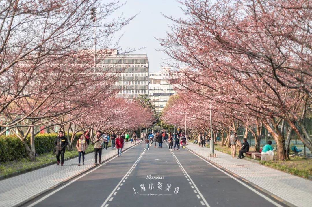 小众赏樱胜地,魔都赏樱旅游攻略