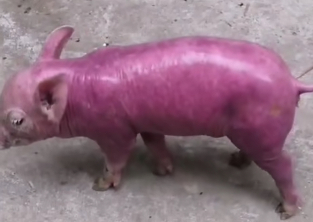 猪皮肤没有出血还可能是血虫病吗,什么虫子可以引起猪皮肤出血