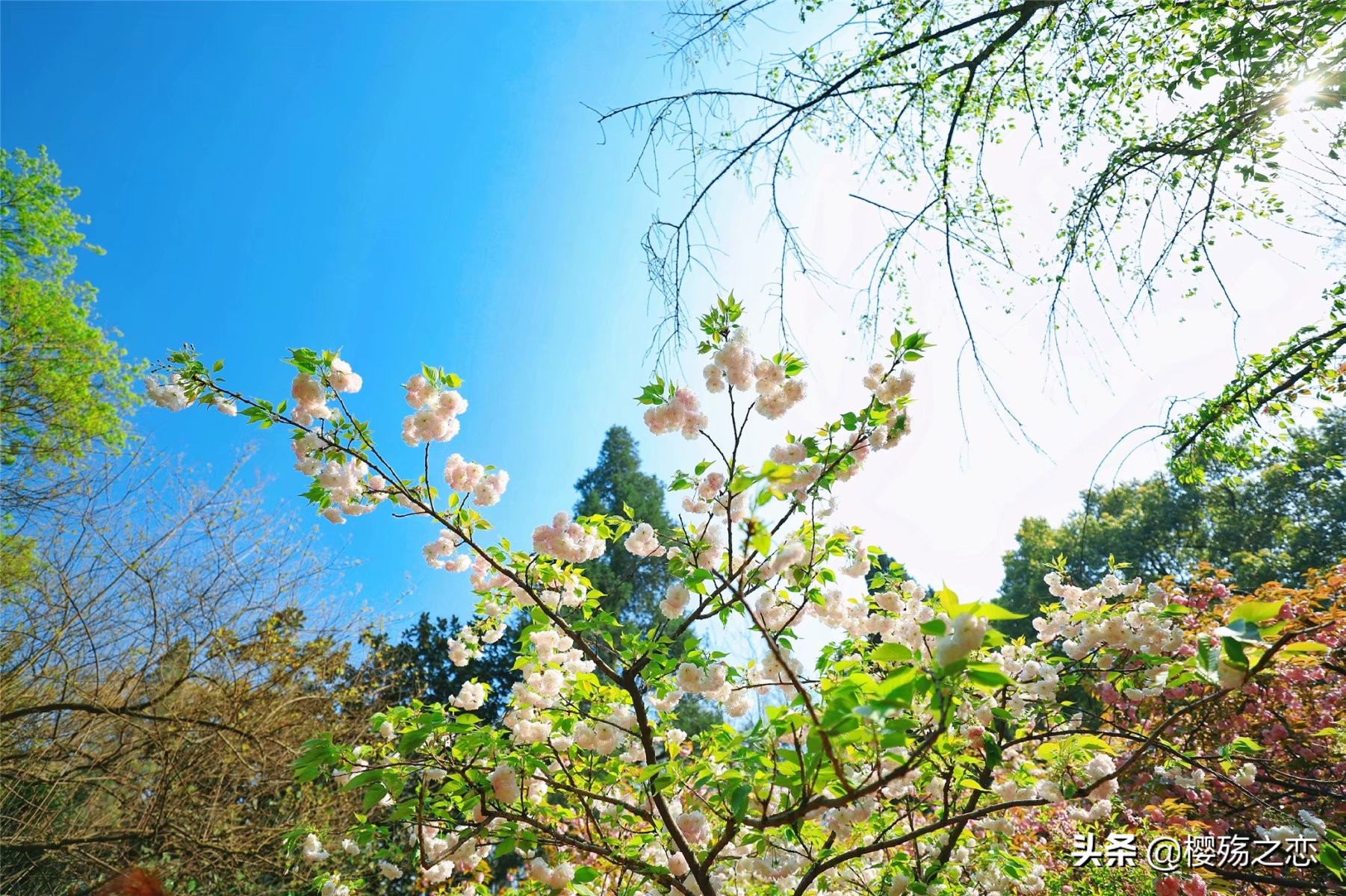 我国唯一建在5a级景区的大学,哪所大学是5a级景区