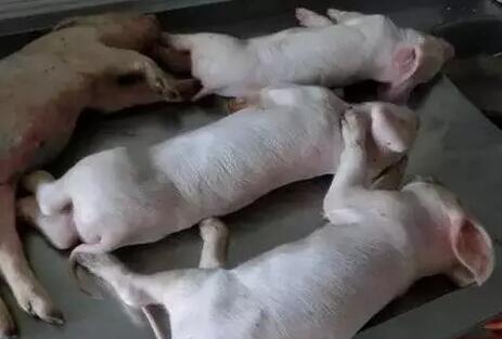 呕吐拉稀是支原体吗,猪尖叫转圈是伪狂犬吗