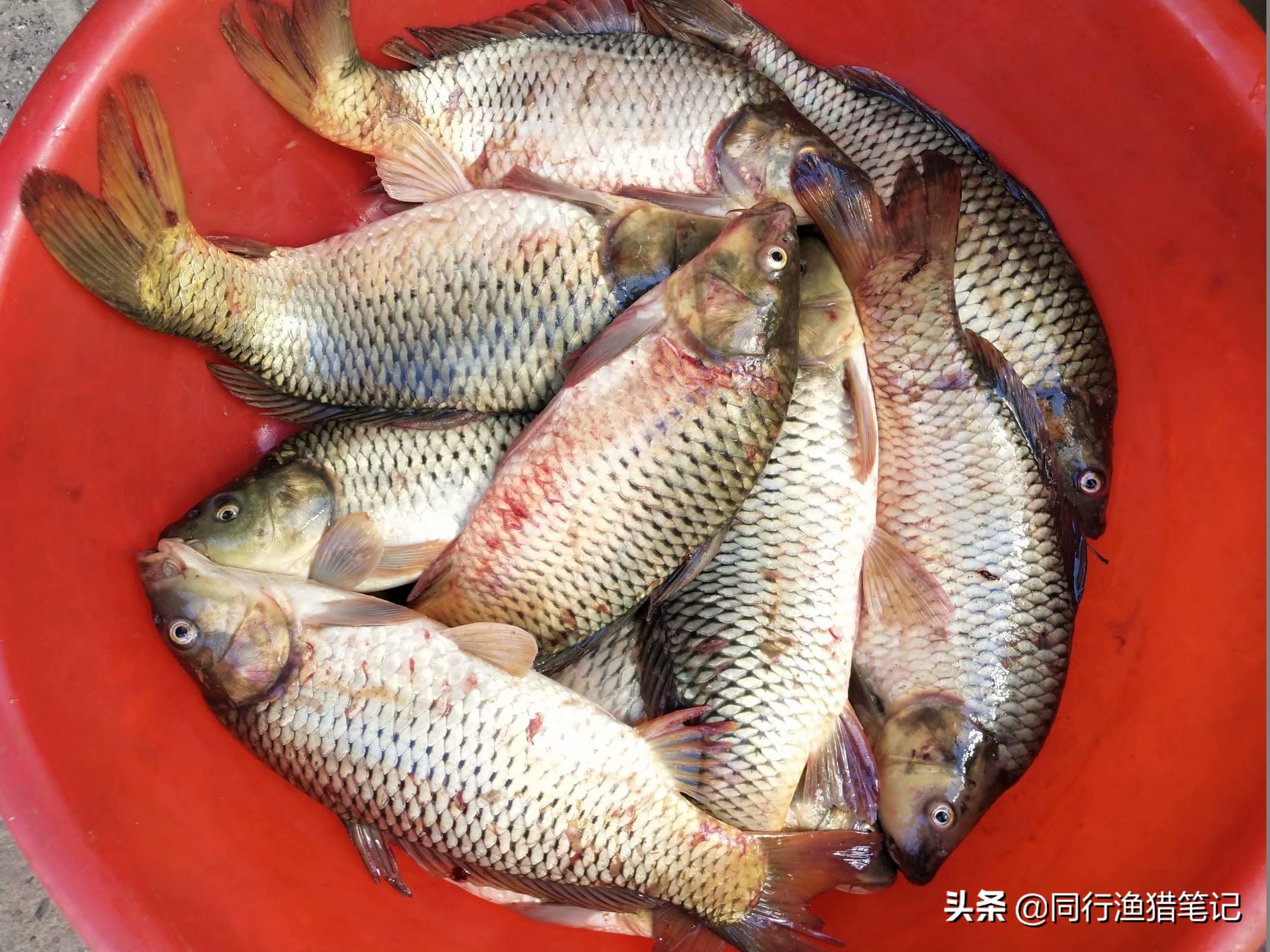 鱼有红血丝怎么治,鱼身上出现红血斑怎么办图片