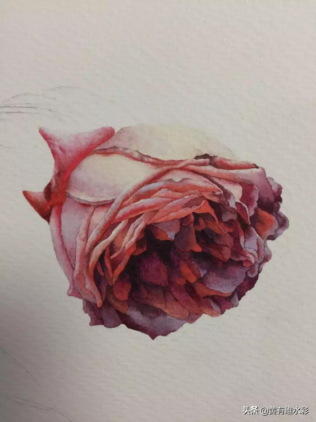 33朵玫瑰制作全过程,英伦花教程