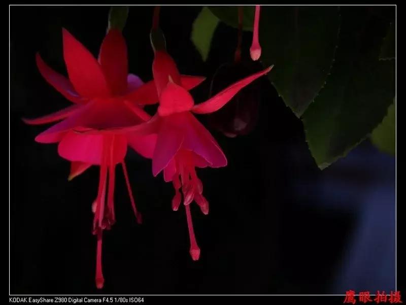 惊艳倒挂金钟,惊艳倒挂金钟图片