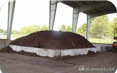 荔枝叶子有点黄怎么办,荔枝叶起疙瘩