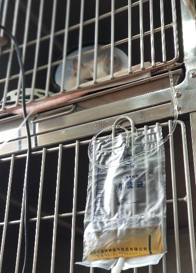 猫只喂火腿肠能活吗,猫因为脂肪肝导致完全不能进食