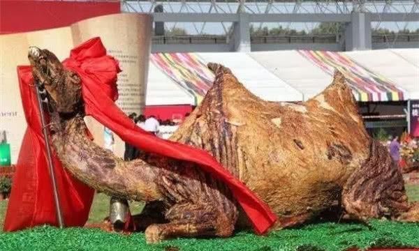 迪拜烤骆驼要多少钱,迪拜烤骆驼每一头有多少钱了