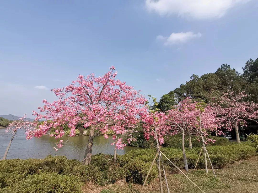 森波拉温泉度假村两天一夜游,倒数跨年狂欢夜