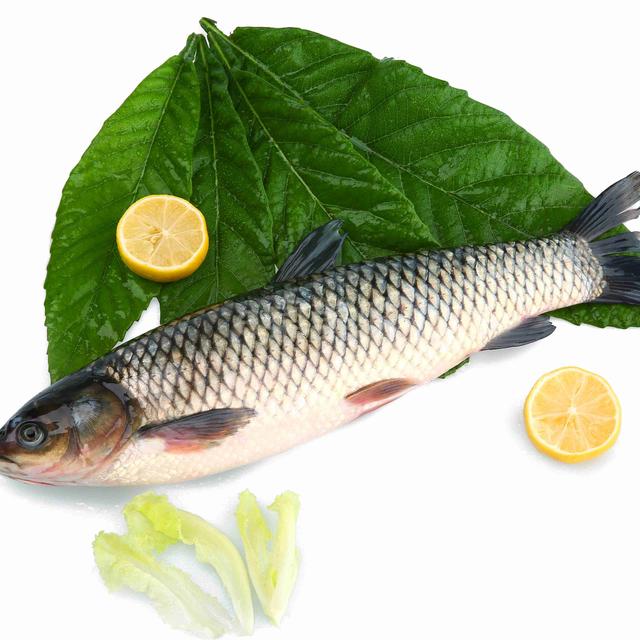 现在草鱼批发多少钱一斤,草鱼现批发价格