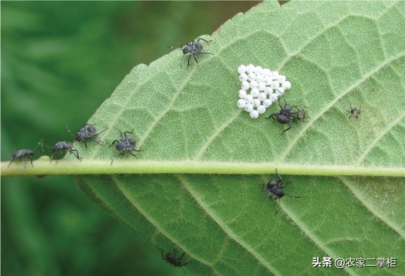 设施甜樱桃花期管理,樱桃种植技术及病虫害防治