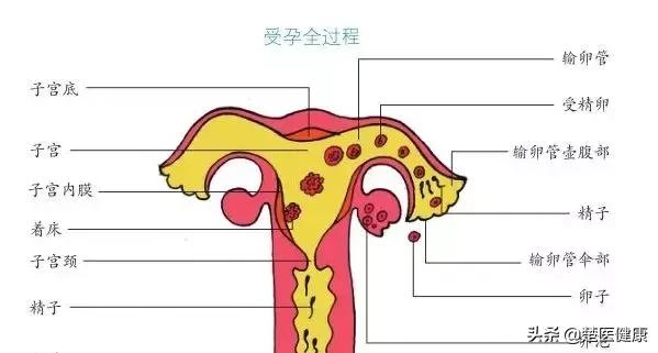 专家揭秘不孕不育的真正元凶,治疗不孕不育最好的名医