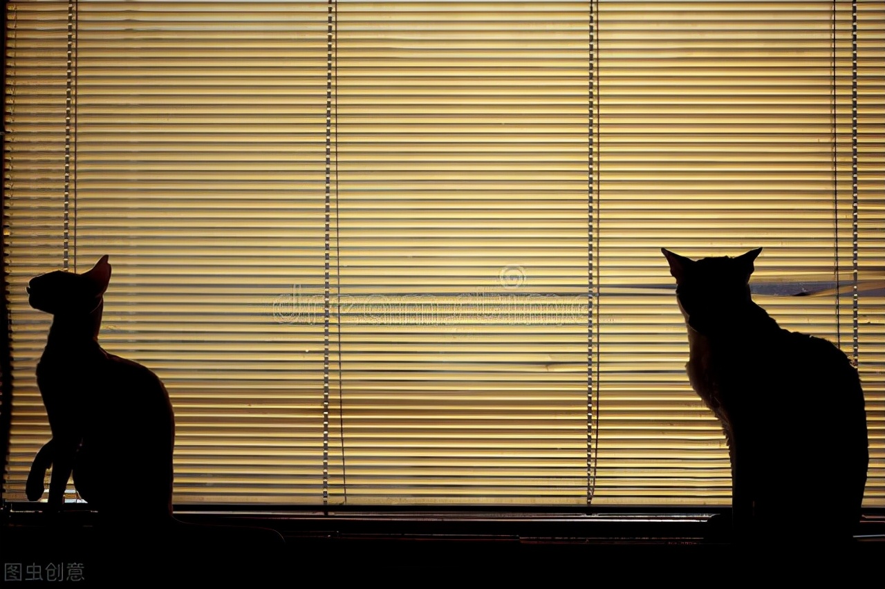 爱猫走失11年后见到主人,爱猫走失11年再见到主人时认出