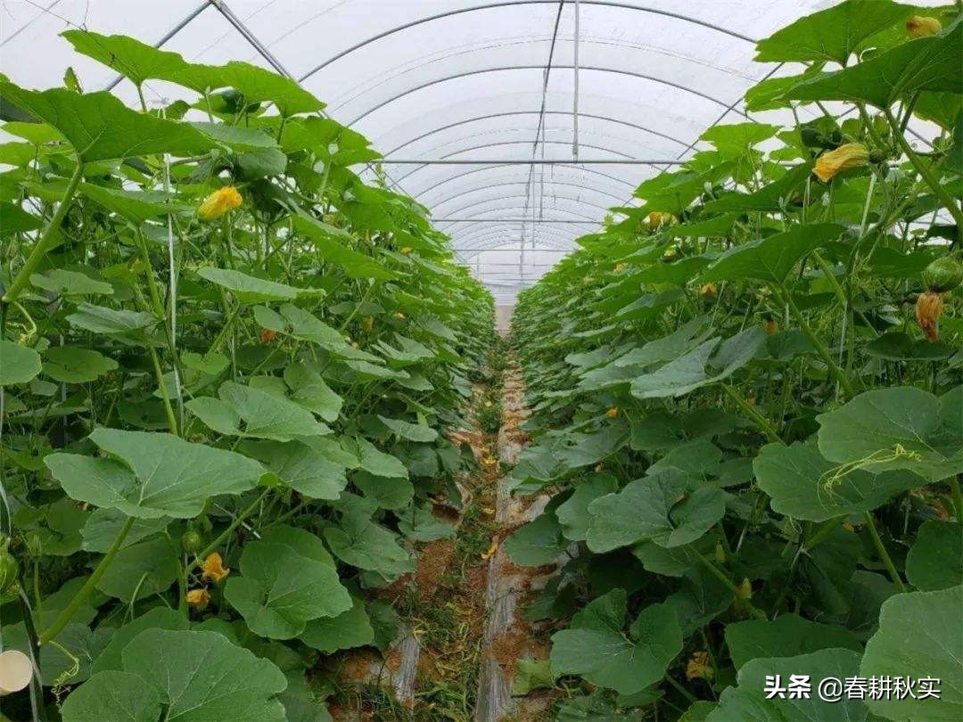 南瓜根腐病和枯萎病怎么区分,南瓜病虫害该撒什么药