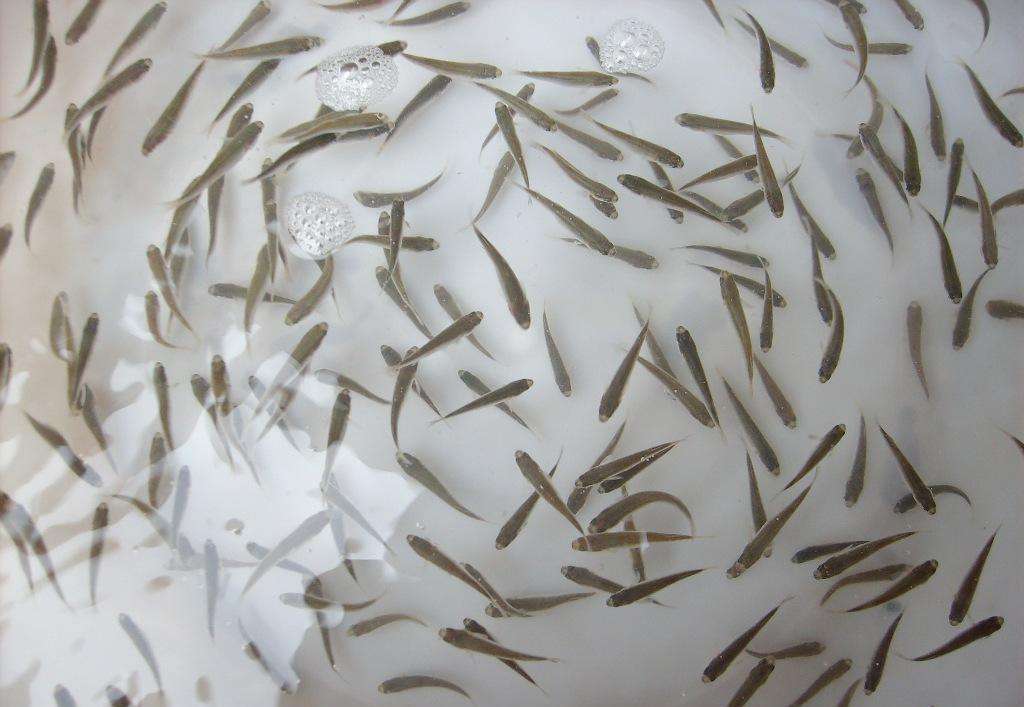 业精于勤荒于俭什么意思,学精于勤毛笔字