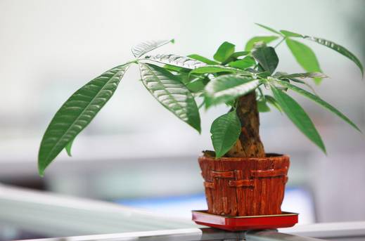 50种常见花卉浇水技巧,50种花卉种植技巧