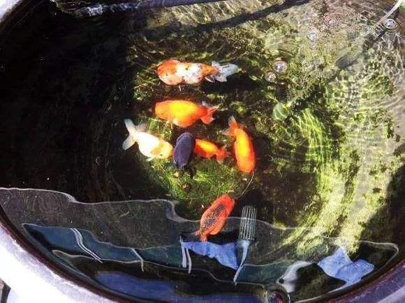 怎么才是正确饲养金鱼的方法,怎么才能正确的饲养金鱼