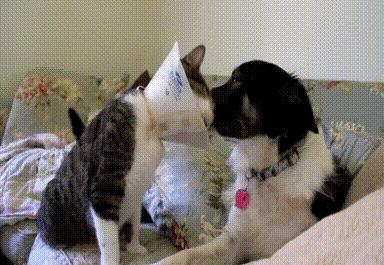 给猫戴上脖圈之后很低落,为什么给猫戴上猫圈就安静了