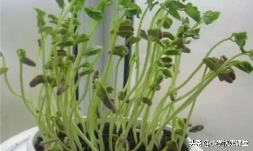 四年级语文第三单元观察日记作文,四年级观察日记400字优秀作文植物