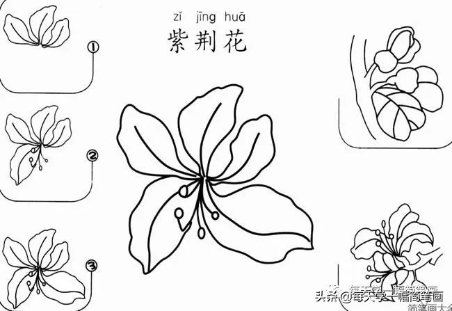 每天一幅简笔画的小教程,简笔画花朵的画法茉莉花