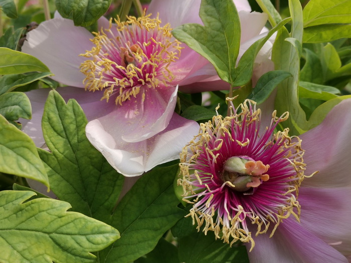 荣耀v20能微距拍照嘛,荣耀v20的相机微距在哪里