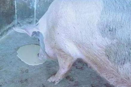 新生仔猪呕吐的原因和治疗方法,仔猪呕吐是什么意思