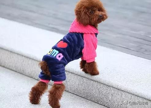 泰迪幼犬有泪痕怎么解决,泰迪幼犬泪痕严重怎么办图片