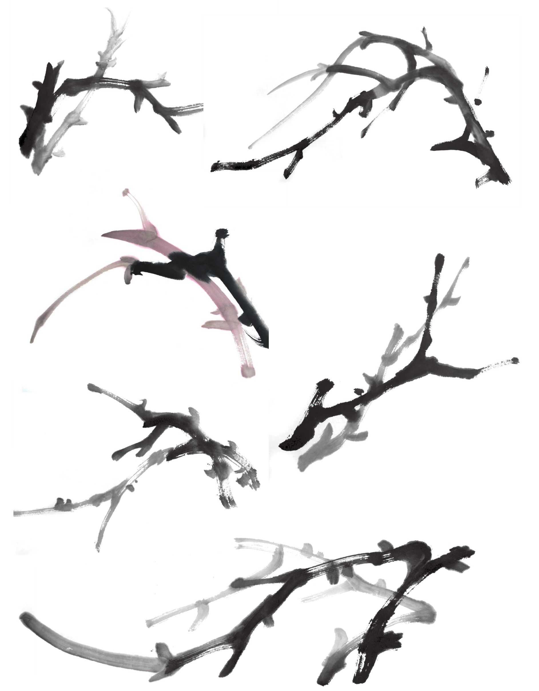 国画零基础牡丹画法步骤图解,国画零基础入门教程牡丹的画法