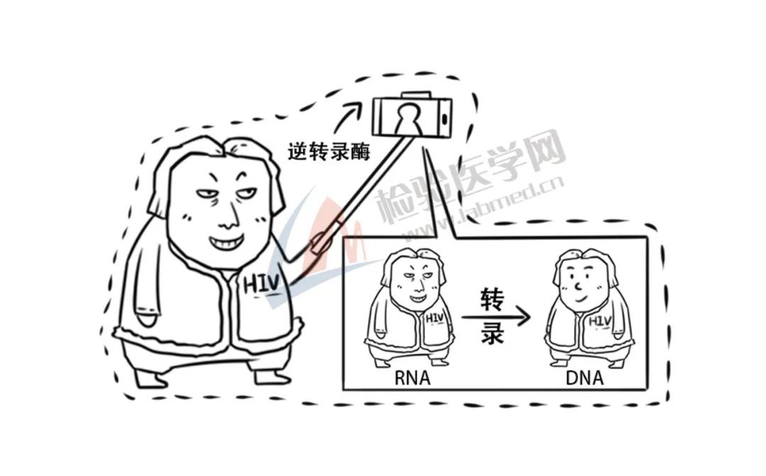 艾滋病毒入侵全过程传染途径,艾滋病病毒全部侵入人体的过程