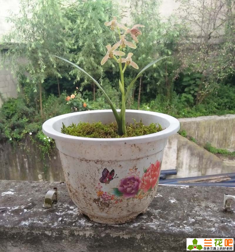 7月份兰花如何管理施肥,7月怎么种兰花